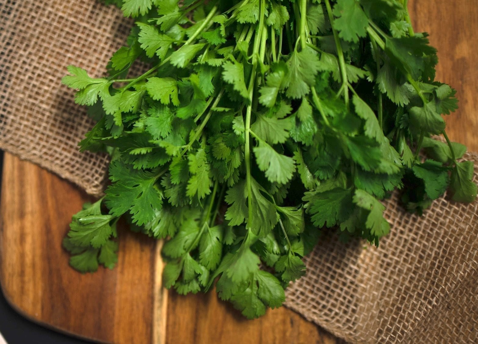 Cilantro