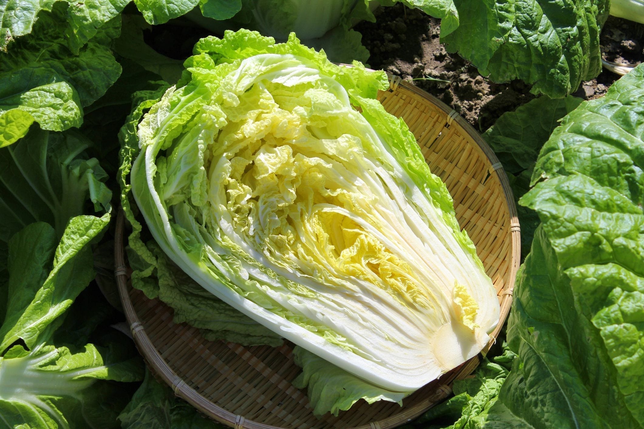 cabbage wholesaler