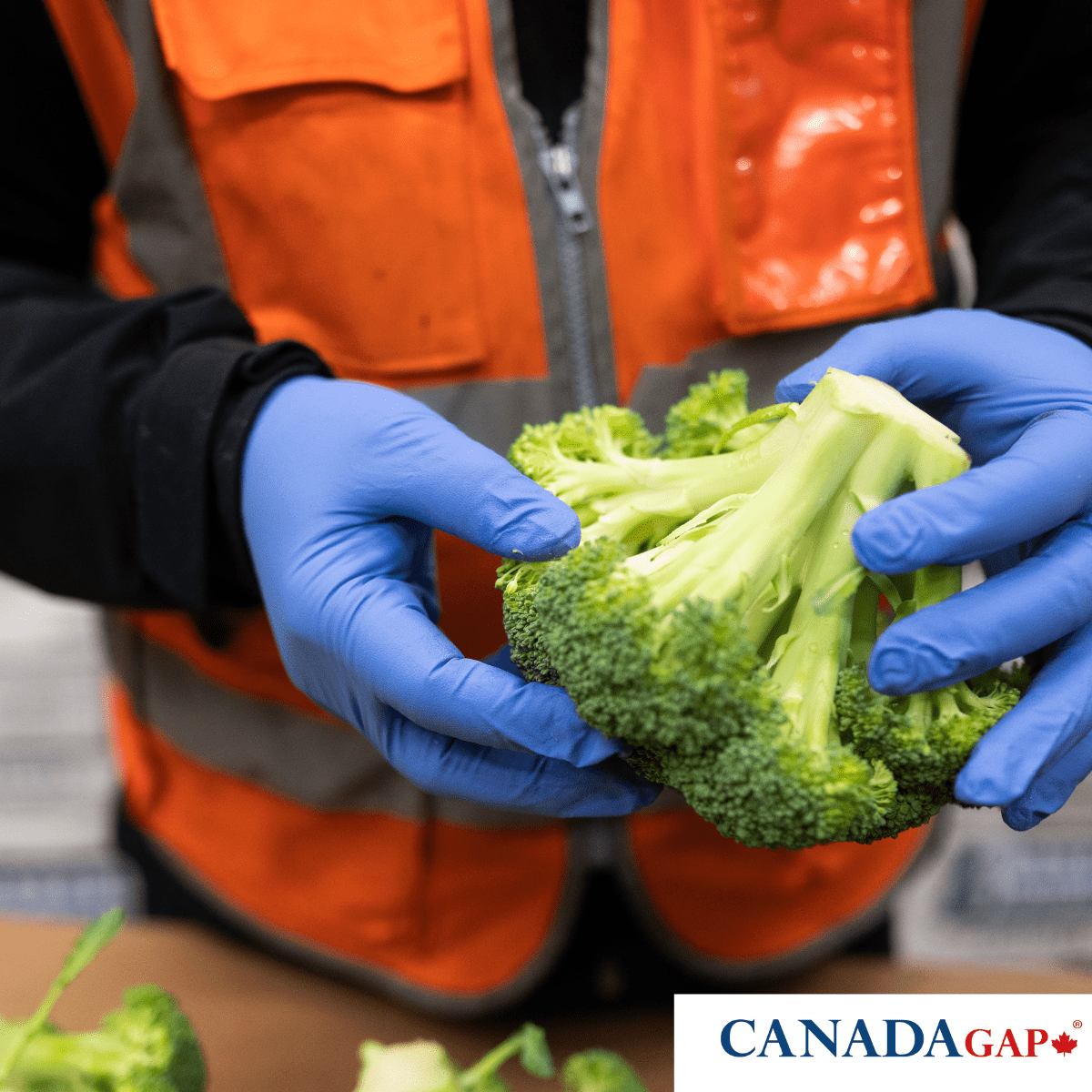 City Wide Produce is Canada Gap Certified