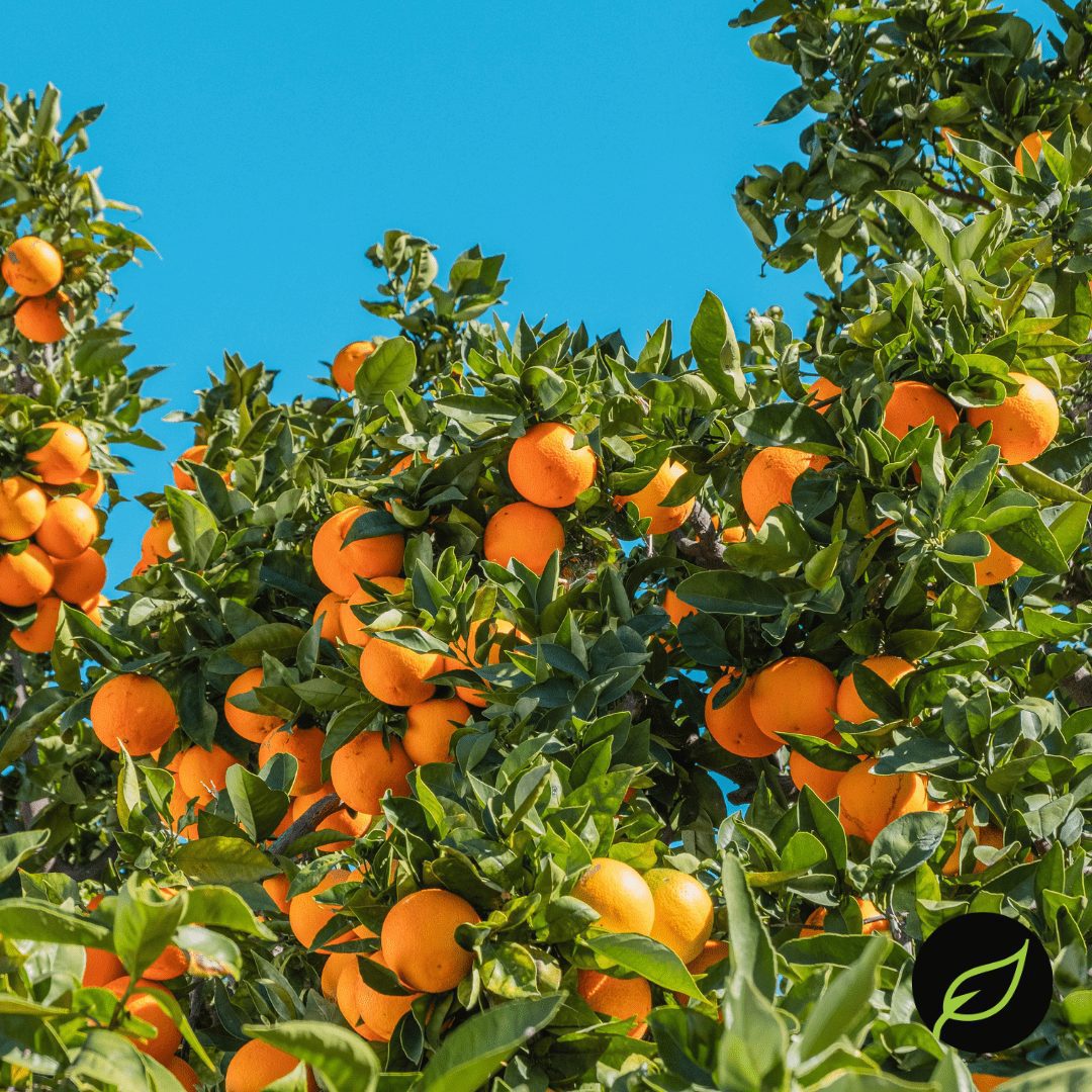 City Wide Produce's oranges are grown in California