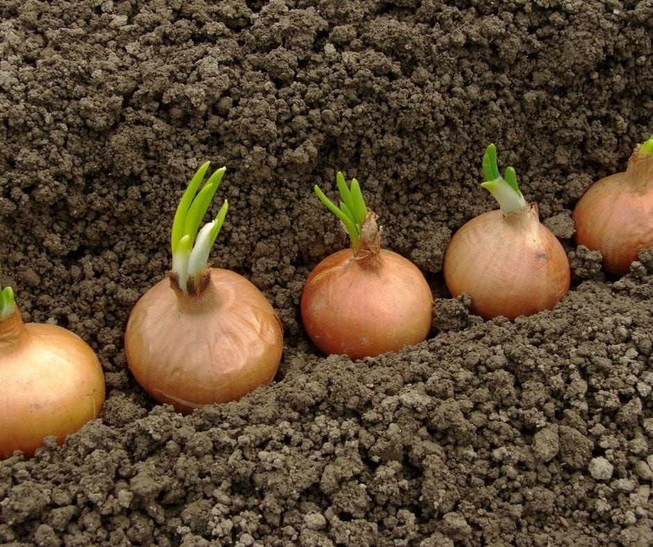 2021 onion crop