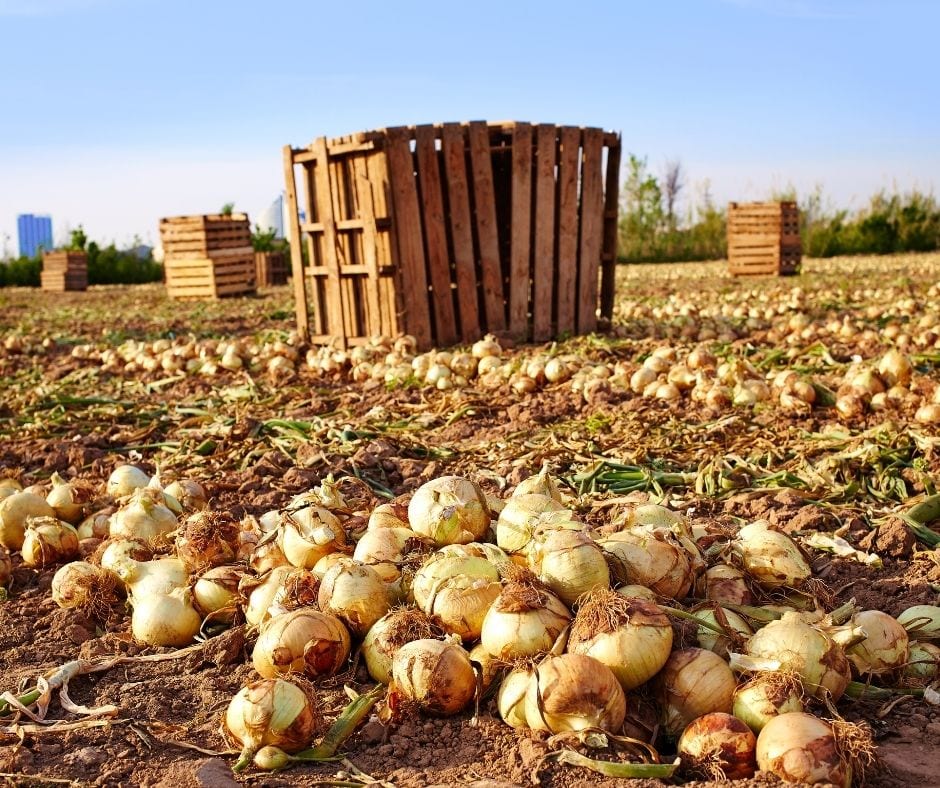 onion wholesaler