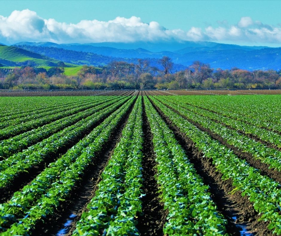Salinas Valley produce Blog - Featured Image