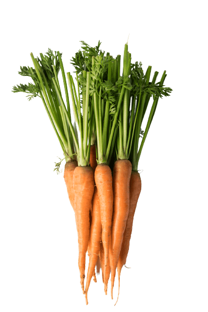 A bunch of carrots