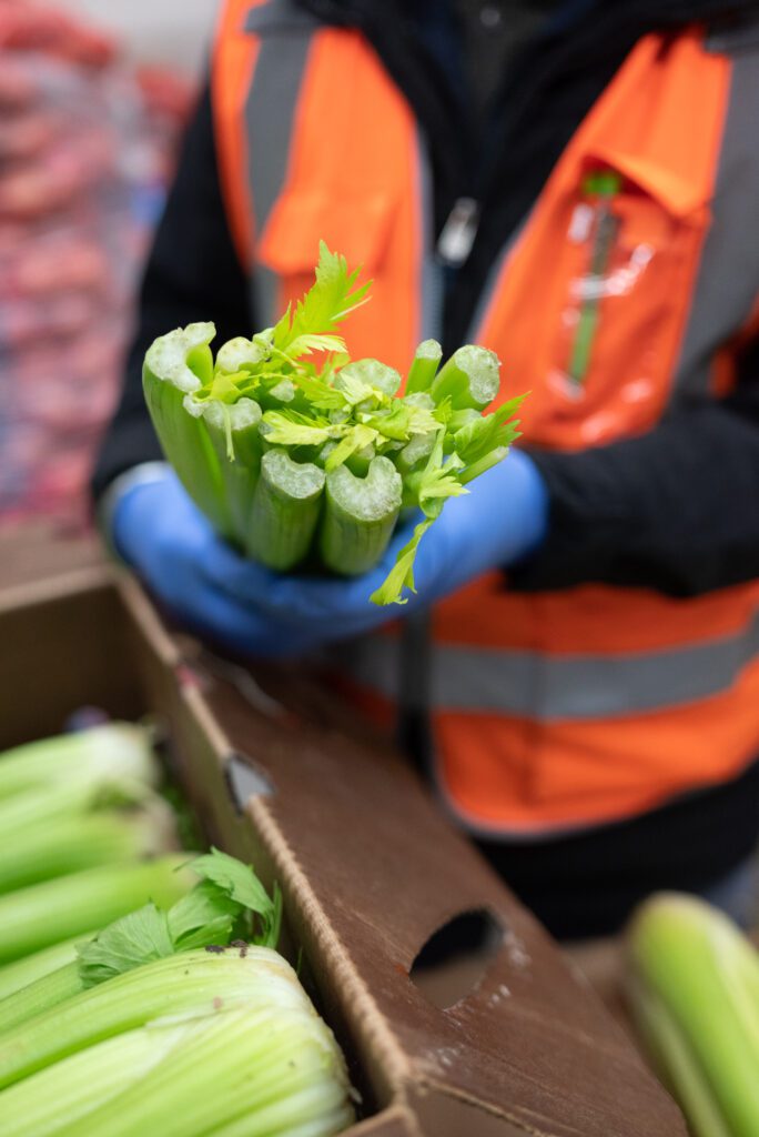 Celery Quality Check by City Wide Produce